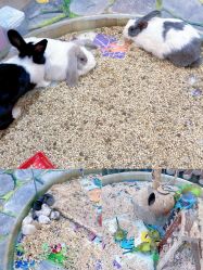 -卡通尼·Safari非洲探索乐园·生日会(金桥国际商业广场店)