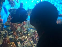 -暹罗海洋世界