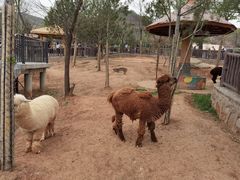 -石家庄市动物园