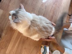 -楼上猫咖(罗湖店)