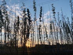 -昆山城市生态森林公园