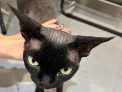 -琪喵猫屋·撸猫猫咖·猫舍