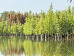 -白鹭湾湿地公园