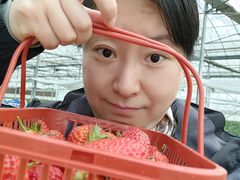 -喜杨洋草莓采摘园