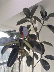 -HEYAN荷妍专业脱毛连锁机构