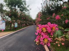 -武汉紫薇都市田园