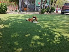 -宠物寄养训练学校