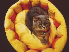 -猫色咖啡·猫咖