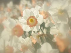 -荷兰花海