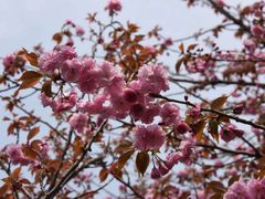 -高东镇樱花园