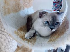 -藏猫猫咖啡主题馆(中央大道店)