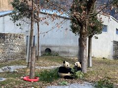 -卧龙中华大熊猫苑神树坪基地