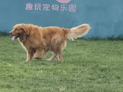 -趣玩宠物乐园寄养训犬训狗游泳池