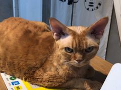-Heymao猫咖.咖啡厅(东门店)
