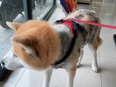 -艾贝尔宠物医院 ·内科全科(梁溪路店)
