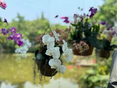 -中国科学院西双版纳热带植物园