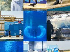 -秦皇岛乐岛海洋王国