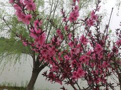 -九科绿洲