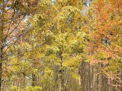 -桤木河湿地公园