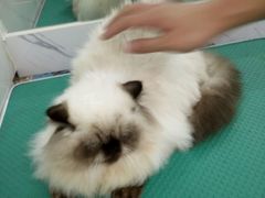 -瑞派宠物医院·24小时骨科·心脏·核磁(哈尔滨南岗店)