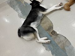 -共舞时光猫咖·狗咖(新街口店)