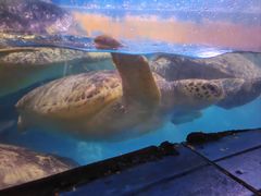 -烟台海昌鲸鲨海洋公园