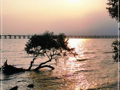 -宝安西湾红树林湿地公园