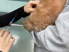 -申普宠物医院·心脏介入·心血管微创(总院)