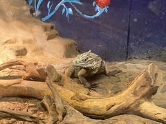 -上海大自然野生昆虫馆(东方明珠·爬宠昆虫探索中心)