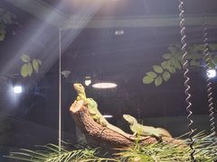 -上海大自然野生昆虫馆(东方明珠·爬宠昆虫探索中心)