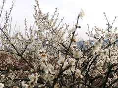 -香雪海