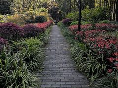 -重庆彩云湖湿地公园