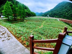 -广州市石门国家森林公园