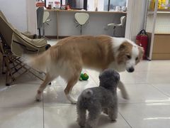 -翊宠yipet猫狗购宠庄园犬舍•猫舍