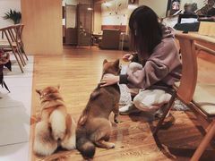 -柴务处·柴犬主题狗咖