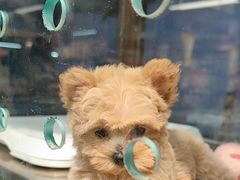 -FAELING PETS美天灵宠物(富力广场店)