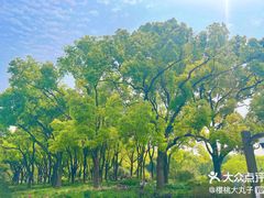 -丁香湖公园