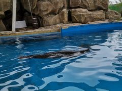 -芜湖新华联大白鲸海洋公园