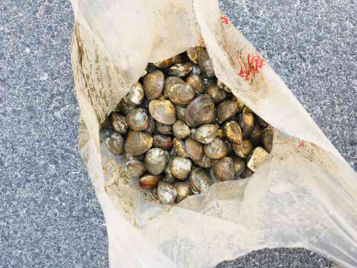 海上迪斯科休闲旅游区-"去南通玩,据说海上迪斯科有个踩文蛤项目不.