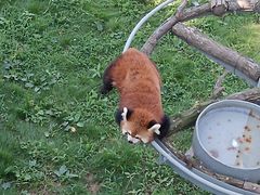 -西霞口神雕山野生动物世界