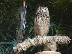 -广州长隆国际大马戏