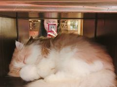 -more than meow吴止猫主题餐厅(承德 中船汇店)