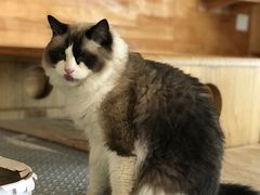 -喵屿·大理花园猫咖