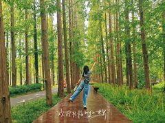 -黄海国家森林公园