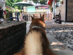 -柴犬高等学院·狗咖·柴犬售卖·宠物训练