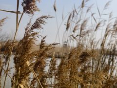-盐城丹顶鹤湿地生态旅游区