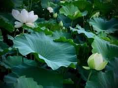 -莲池书院博物馆