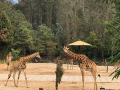 -昆明动物园