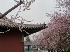 -桃花堤公园