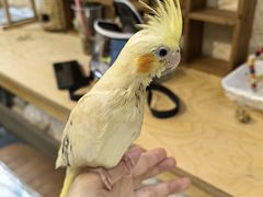 -吉丁鸟咖·异宠·寄养